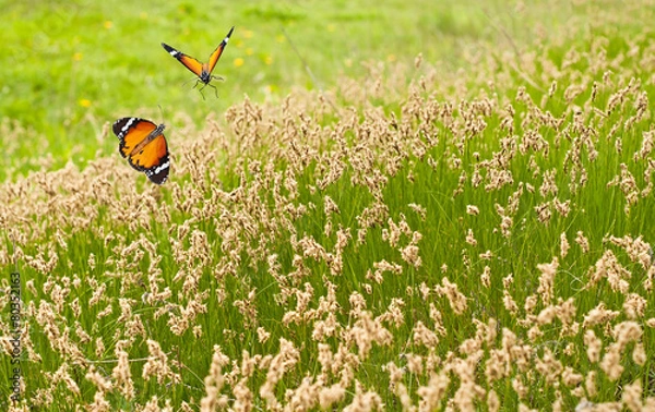 Obraz Spring meadow and butterflies