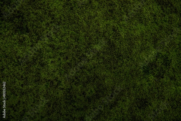 Obraz naturalny mech