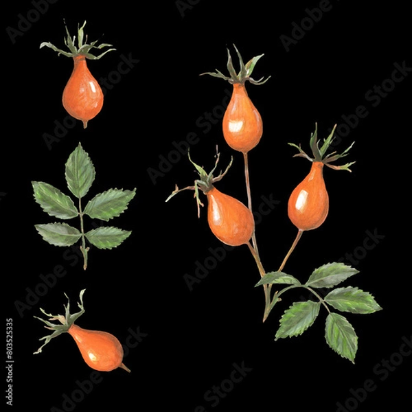 Obraz Rosehip drawing. Rose hip berries with leaf isolated on a black background. Botanical sketch of medical herb for label, herbal tisane tea packaging, poster. Hand drawn illustration