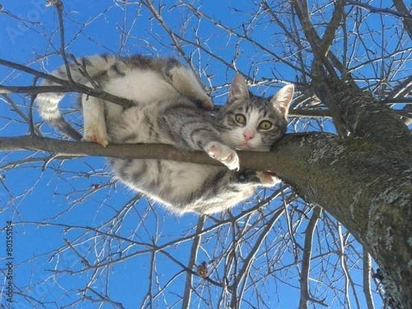 Obraz The cat panicked