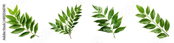Obraz Collection of Curry Leaves isolated on transparent png background. Generative ai