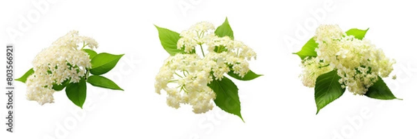 Obraz Collection of Elderflower isolated on transparent png background. Generative ai