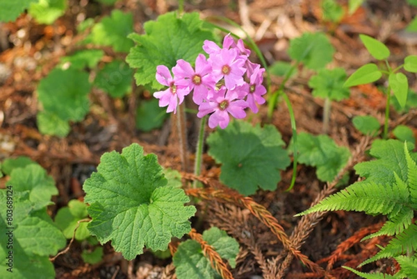 Obraz 林床に咲くカッコソウ