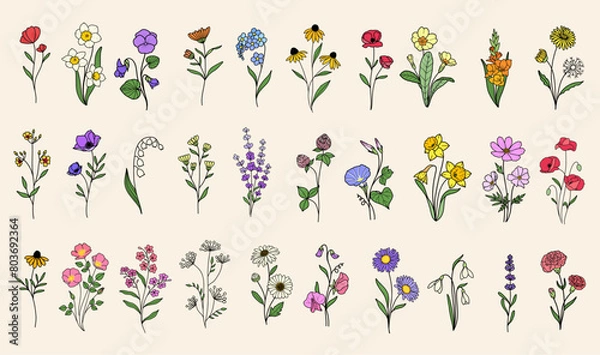 Obraz Set 30 wildflower vectors, minimalist flower doodle