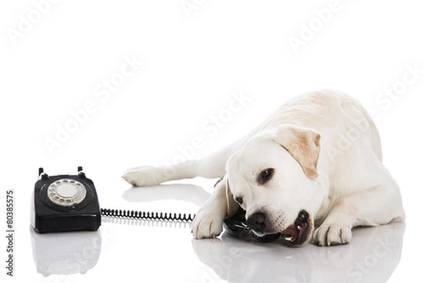 Obraz Dog and phone