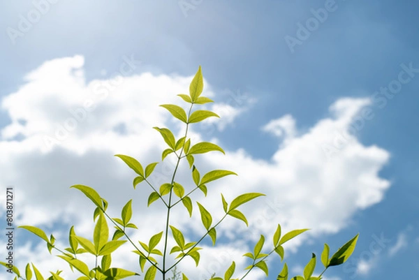 Obraz 春の空をバックに逆光に光るナンテンの新緑