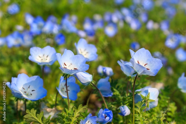 Fototapeta ネモフィラ