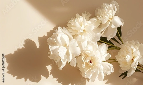 Fototapeta floral arrangement showcasing stylish white peonies and their shadows in sunlight, Generative AI 
