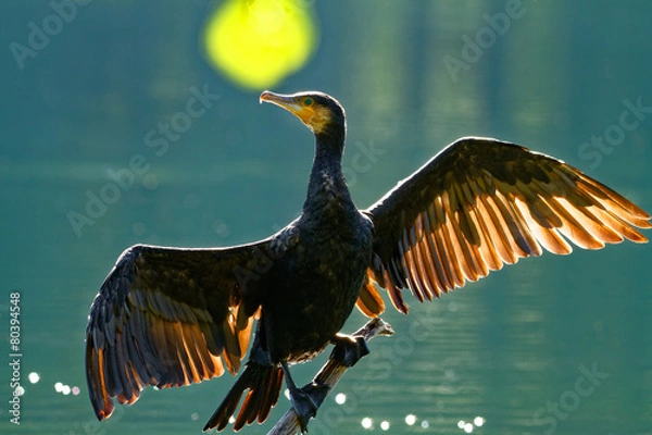 Obraz Cormorant drying wings,backlight