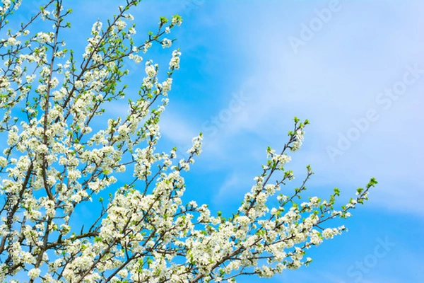 Obraz Flowers and Blue Sky