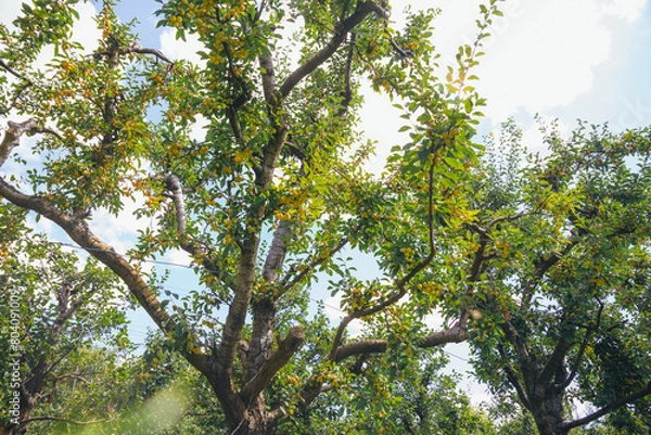 Fototapeta Plum trees with ripe fruits of yellow Mirabelle plums in backlight