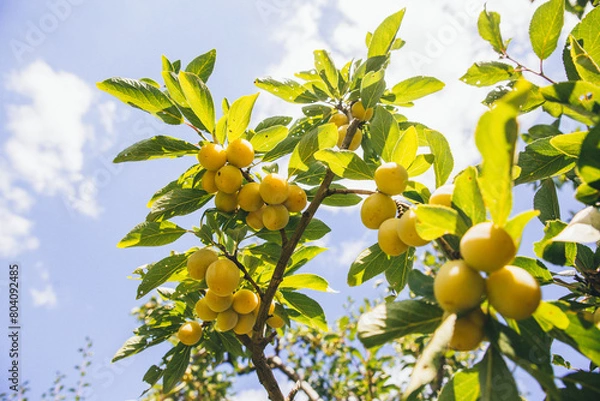 Fototapeta Yellow ripe Mirabelle plum hanging on a tree branch in the backlight of the sun