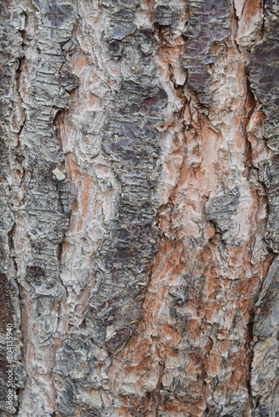 Fototapeta a texture of tree steam.
