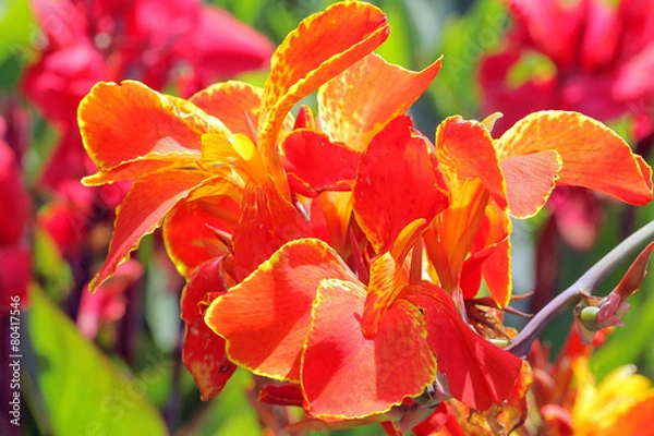 Obraz BlumenohrBerggartenHannover