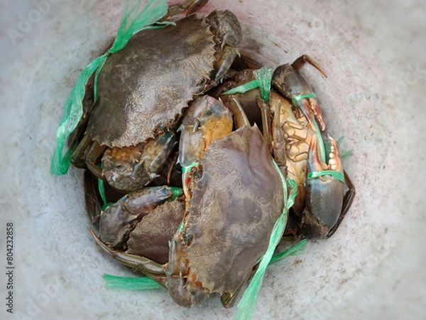 Obraz fresh mud crab prepared