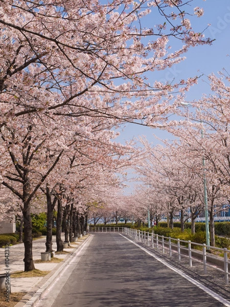 Fototapeta 桜並木
