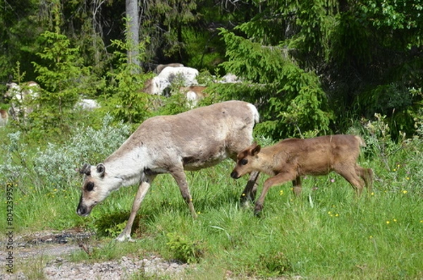 Obraz Reindeer and calf