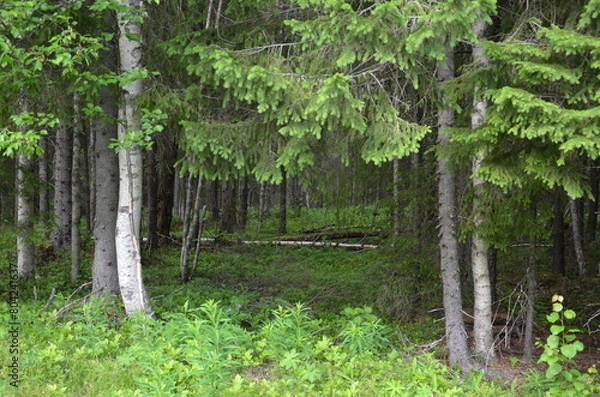 Obraz Forest in sweden