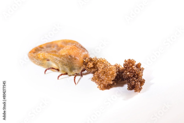 Fototapeta An oviparous tick. A tick lays eggs on the white background