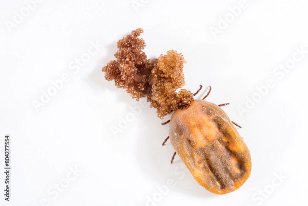 Fototapeta An oviparous big tick, full of blood, having eggs on the white background