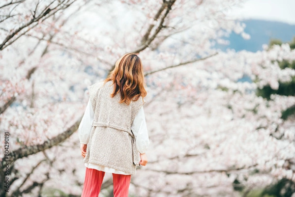 Fototapeta 桜を見上げる茶髪の若い女性