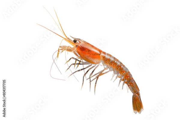 Obraz krill in Antarctic Ecosystems Isolated on transparent background