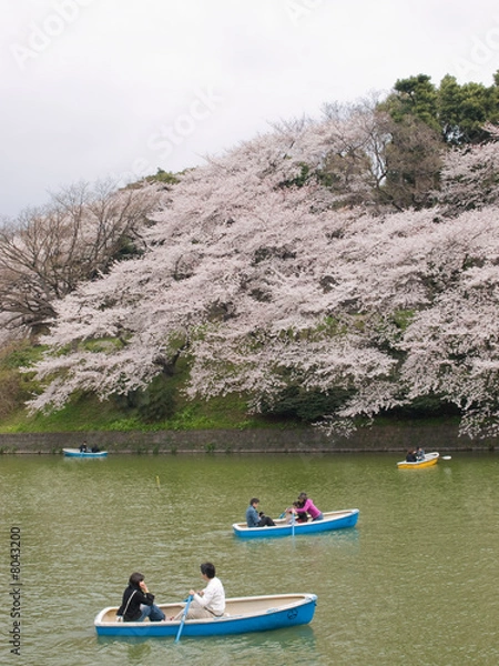 Fototapeta 千鳥ヶ淵の桜