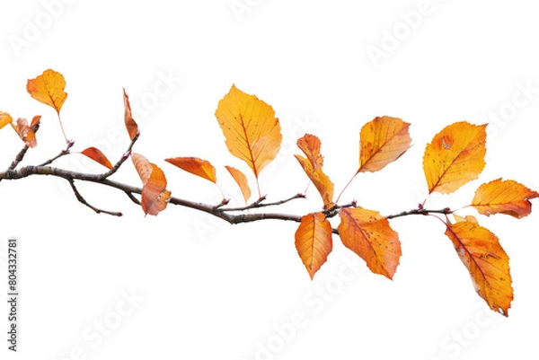 Fototapeta Autumn branch cutout isolated on white or transparent background