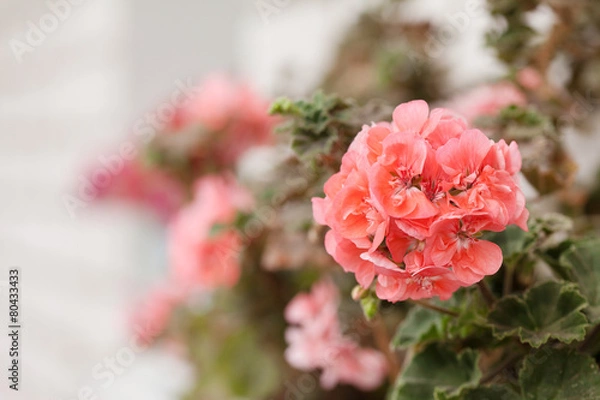 Obraz Różowy geranium