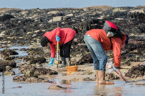 Obraz Grande marée, pêche à pied