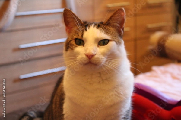 Obraz Calm cat relaxing at home 