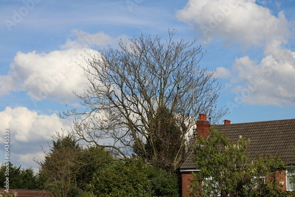 Obraz Lovely house next to a bare tree