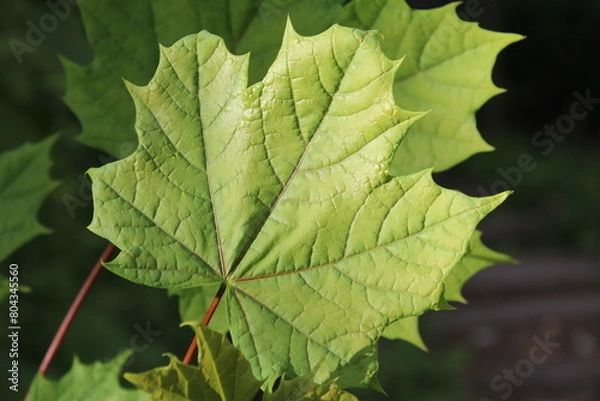 Obraz Beautiful Sycamore leaf close up 