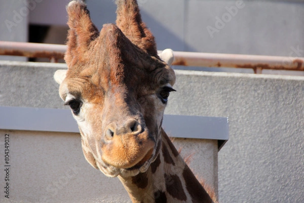 Obraz giraffe's big face