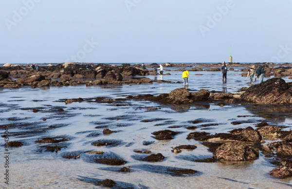 Obraz Grande marée, pêche à pied