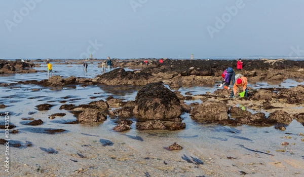 Fototapeta Grande marée, pêche à pied