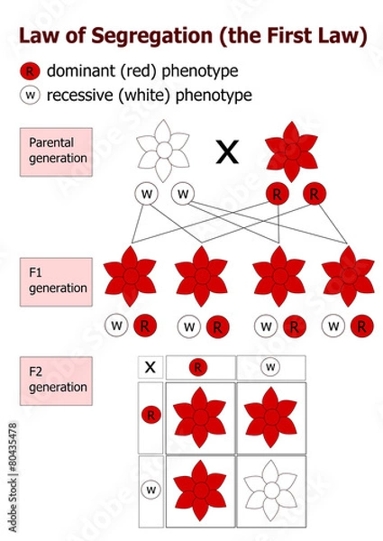 Obraz Mendelian inheritance