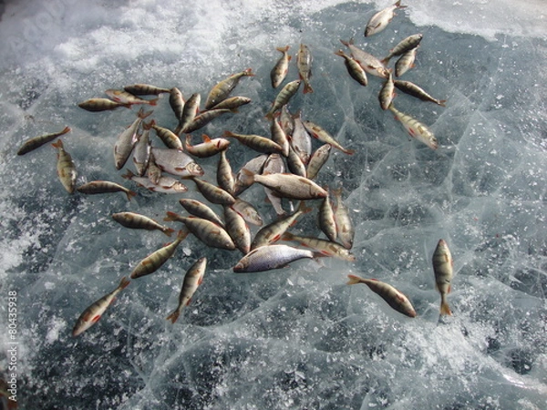 Fototapeta fish catch