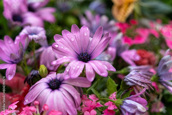 Fototapeta 雨露にぬれるピンク色の花の花びら