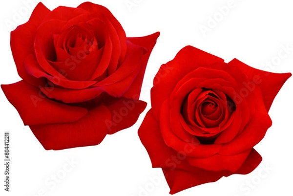 Fototapeta Top view 2 big dark red roses blooming isolated on the white background.Photo with clipping path.