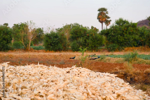 Fototapeta Cultivated corn fields in the countryside of India and peacock on the field