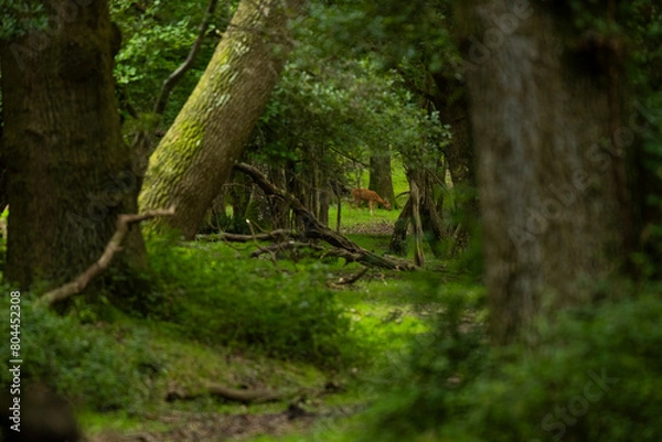 Fototapeta looking down the forest to a deer in the national park New Forest
