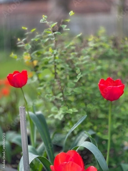 Fototapeta Rote Tulpe 