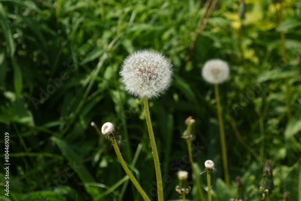Fototapeta Dmuchawce rosnące na tle traw