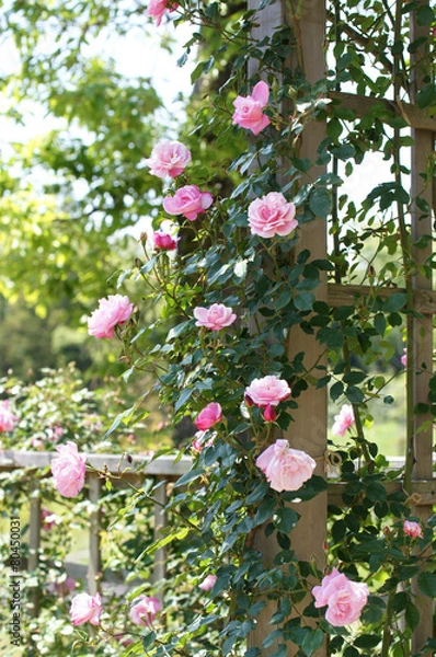 Obraz パーゴラに仕立てたバラ