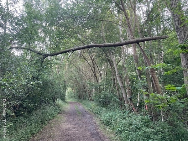 Obraz path in the woods