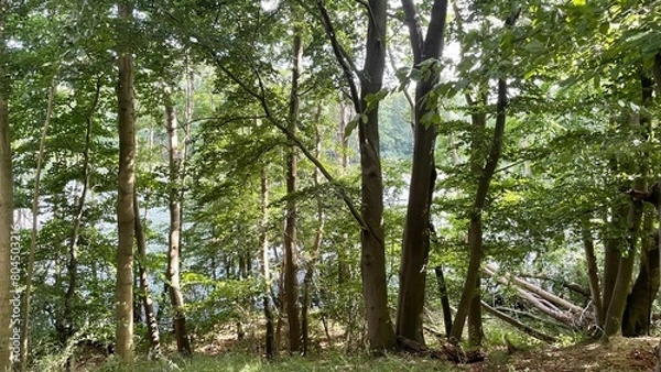 Obraz trees in the forest