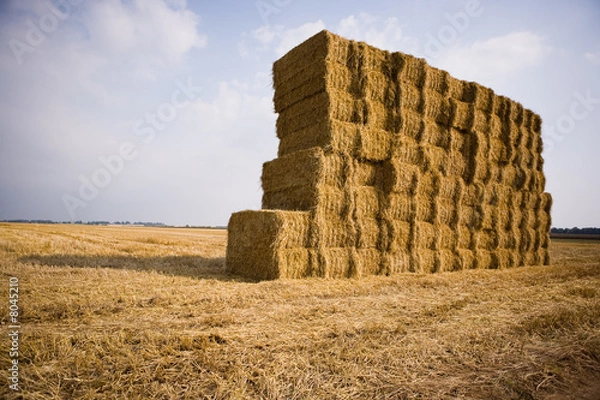Obraz bottes de foin
