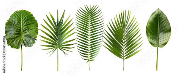 Obraz Different leaves PNG transparent background
