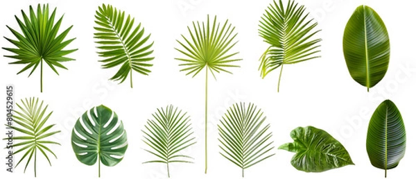 Obraz Set of green leaves PNG transparent background